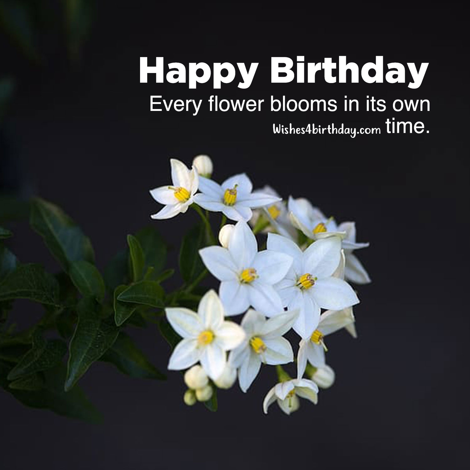 Collection of Birthday flower gifts for her - Happy Birthday Wishes