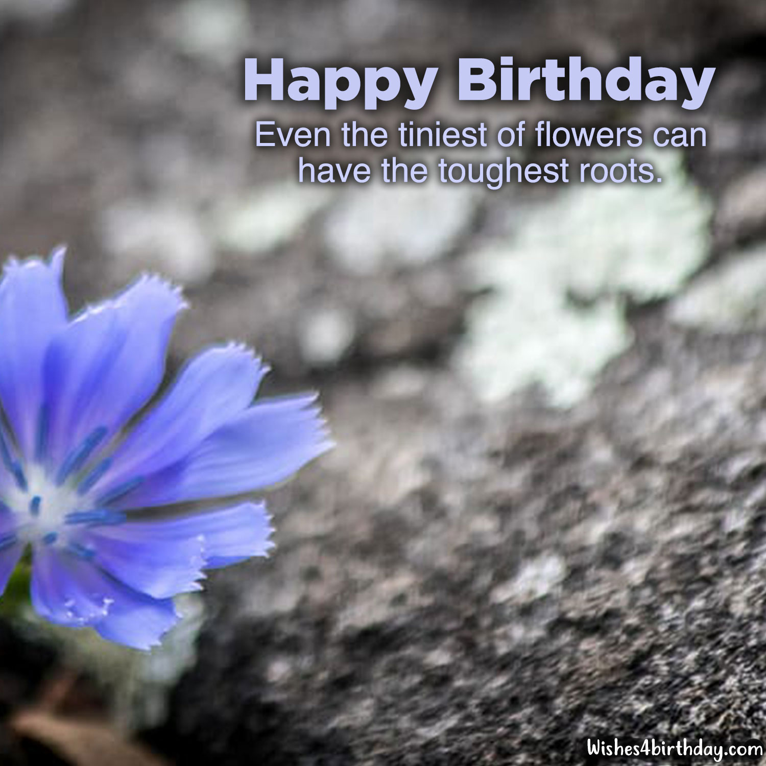 Most delighted and Birthday flower gifts for her - Happy Birthday ...